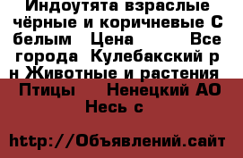 Индоутята взраслые чёрные и коричневые С белым › Цена ­ 450 - Все города, Кулебакский р-н Животные и растения » Птицы   . Ненецкий АО,Несь с.